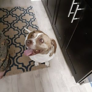 Meet your Posher, Janet